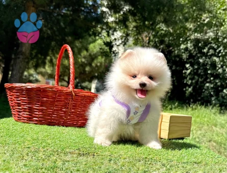Boo Pomeranian Mini Boy Yavrular - 8532 - Görsel 4