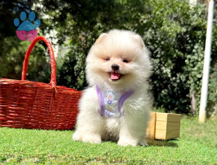 Boo Pomeranian Mini Boy Yavrular - 8532 - Görsel 5