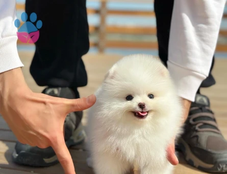 Pomeranian Yetiştiricisi | Ruhsatlı Üretim Çiftliği - 8535
