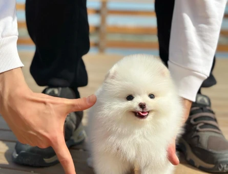 Pomeranian Yetiştiricisi | Ruhsatlı Üretim Çiftliği - 8535
