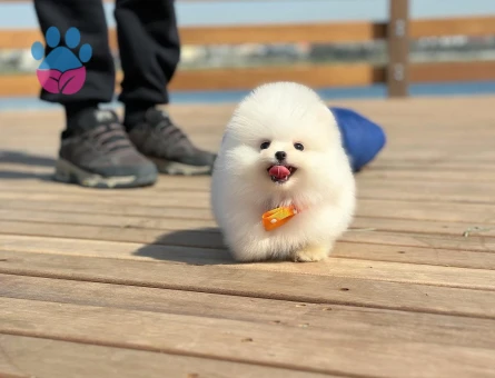 Pomeranian Yetiştiricisi | Ruhsatlı Üretim Çiftliği - 8535 - Görsel 3