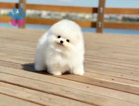 Pomeranian Yetiştiricisi | Ruhsatlı Üretim Çiftliği - 8535 - Görsel 4