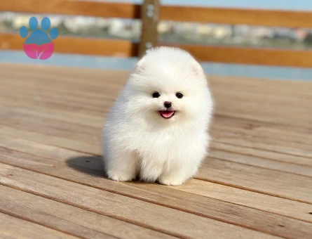 Pomeranian Yetiştiricisi | Ruhsatlı Üretim Çiftliği - 8535 - Görsel 5