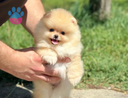 Profesyonel Üretim Çiftliğinden Pomeranian Yavrular - 8536 - Görsel 3