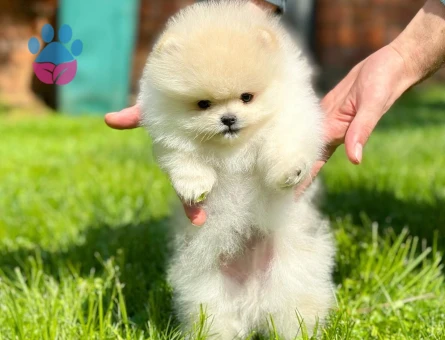 Profesyonel Üretim Çiftliğinden Pomeranian Yavrular - 8536 - Görsel 4