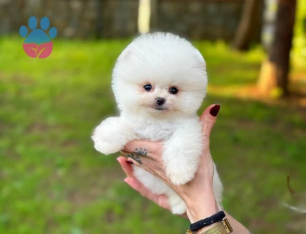 Profesyonel Üretim Çiftliğinden Pomeranian Yavrular - 8536 - Görsel 5