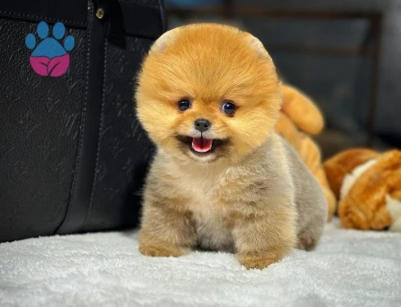 Doğrudan Üretim Çiftliğimizden Pomeranian Yavrular - 8537