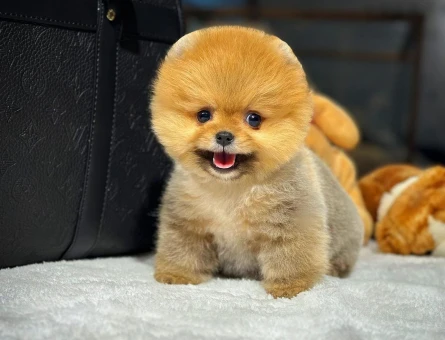 Doğrudan Üretim Çiftliğimizden Pomeranian Yavrular - 8537