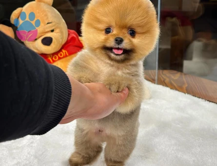 Doğrudan Üretim Çiftliğimizden Pomeranian Yavrular - 8537 - Görsel 3