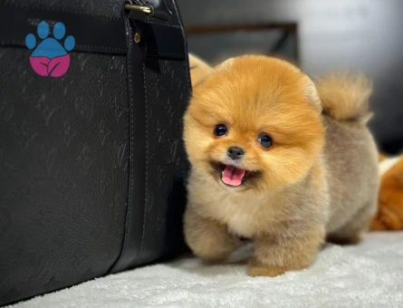 Doğrudan Üretim Çiftliğimizden Pomeranian Yavrular - 8537 - Görsel 4
