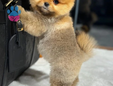 Doğrudan Üretim Çiftliğimizden Pomeranian Yavrular - 8537 - Görsel 5