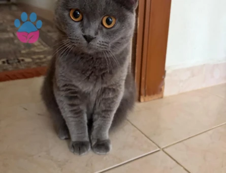 Kedime yuva arıyorum - 8538 - Görsel 2