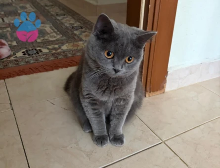 Kedime yuva arıyorum - 8538 - Görsel 3