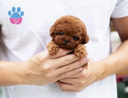 Ruhsatlı Üretim Çiftliğinden Toy Poodle Yavrular - 8540