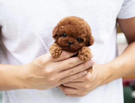 Ruhsatlı Üretim Çiftliğinden Toy Poodle Yavrular - 8540
