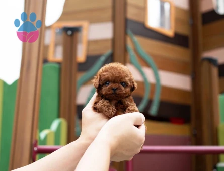 Ruhsatlı Üretim Çiftliğinden Toy Poodle Yavrular - 8540 - Görsel 3