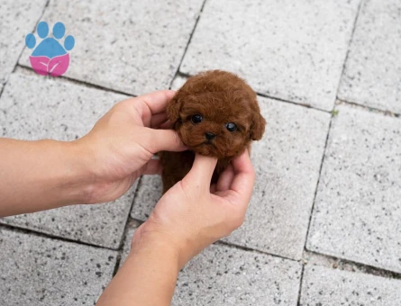 Ruhsatlı Üretim Çiftliğinden Toy Poodle Yavrular - 8540 - Görsel 4