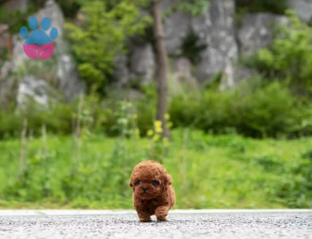 Ruhsatlı Üretim Çiftliğinden Toy Poodle Yavrular - 8540 - Görsel 5
