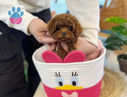 Toy Poodle Uzmanından Sağlıklı Yavrular - 8541