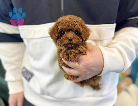 Toy Poodle Uzmanından Sağlıklı Yavrular - 8541 - Görsel 3