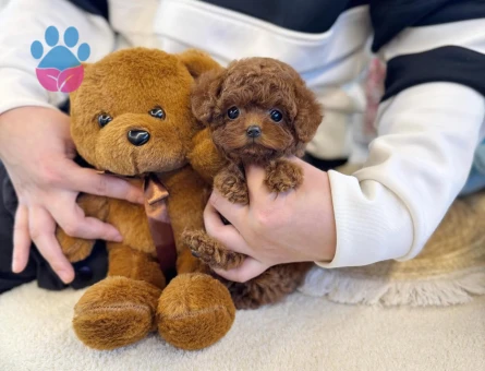 Toy Poodle Uzmanından Sağlıklı Yavrular - 8541 - Görsel 4