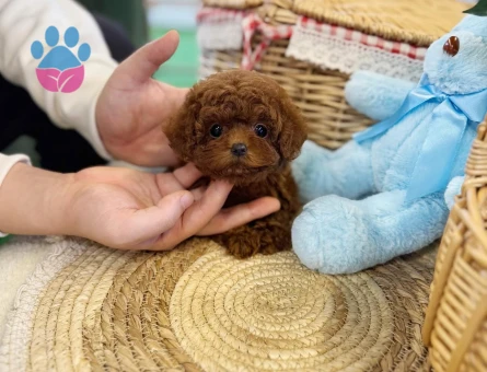 Toy Poodle Uzmanından Sağlıklı Yavrular - 8541 - Görsel 5