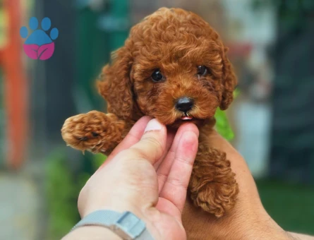Red Brown Apricot Toy Poodle Yavrular - 8542