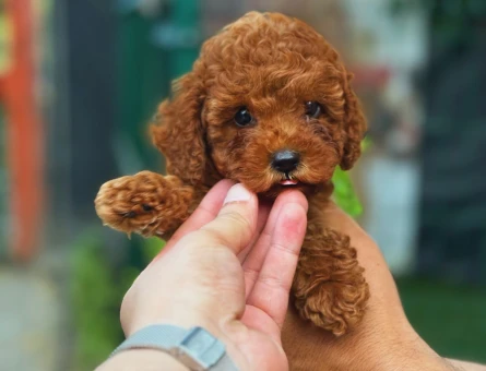 Red Brown Apricot Toy Poodle Yavrular - 8542