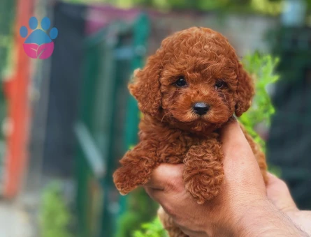Red Brown Apricot Toy Poodle Yavrular - 8542 - Görsel 3