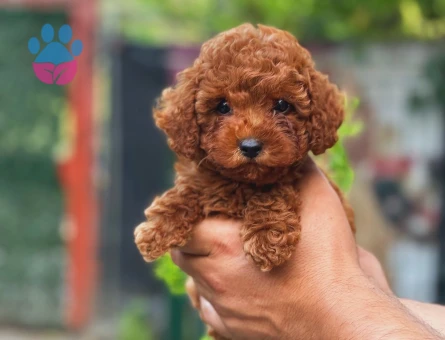 Red Brown Apricot Toy Poodle Yavrular - 8542 - Görsel 5
