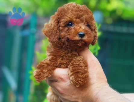 Red Brown Apricot Toy Poodle Yavrular - 8542 - Görsel 4