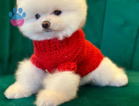 SAFKAN KORE POMERANIAN YAVRULARI - 8543 - Görsel 3