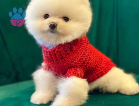 SAFKAN KORE POMERANIAN YAVRULARI - 8543