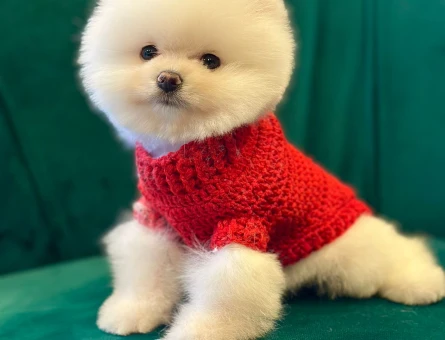 SAFKAN KORE POMERANIAN YAVRULARI - 8543