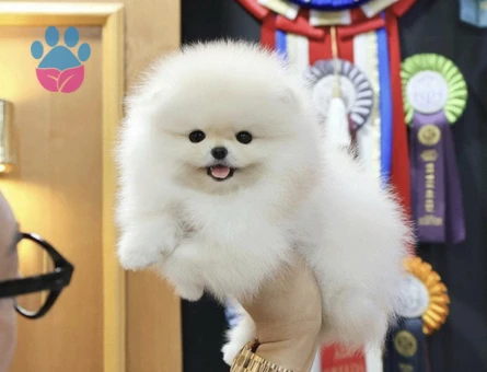 GÜLEN YÜZ POMERANIAN YAVRULAR - 8544