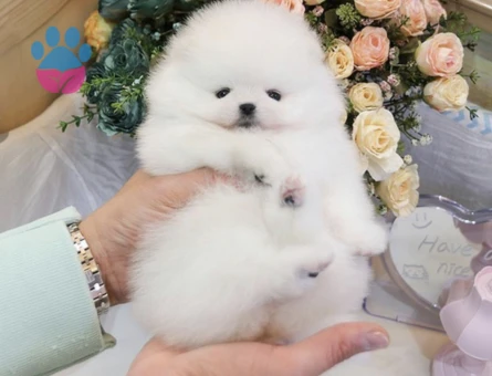 GÜLEN YÜZ POMERANIAN YAVRULAR - 8544 - Görsel 3