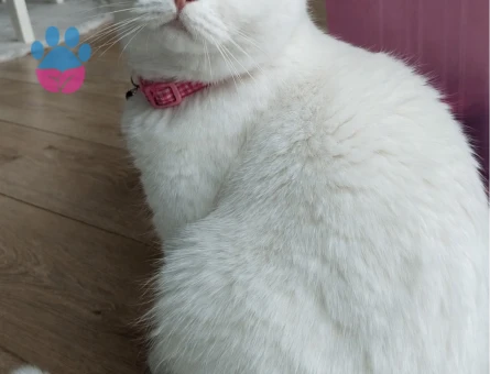 Şecere Kalitesinde Safkan British Shorthair - 8549 - Görsel 2