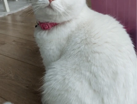 Şecere Kalitesinde Safkan British Shorthair - 8549