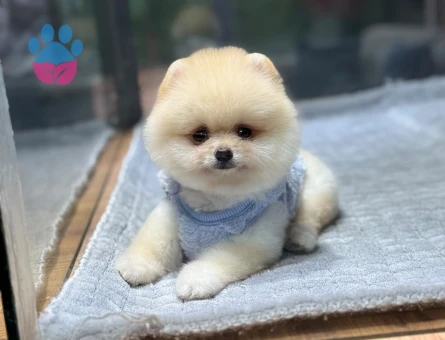 Pomeranıan üretim çiftliğinden - 8550 - Görsel 3