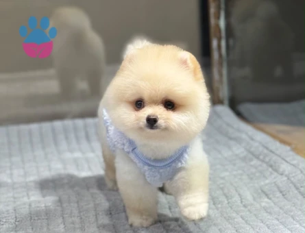 Pomeranıan üretim çiftliğinden - 8550 - Görsel 4