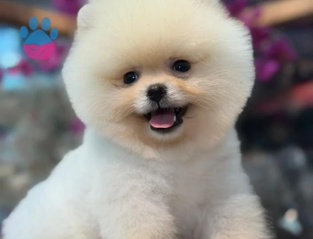 Pomeranıan üretim çiftliğinden - 8552