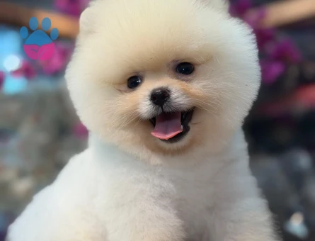 Pomeranıan üretim çiftliğinden - 8552 - Görsel 4
