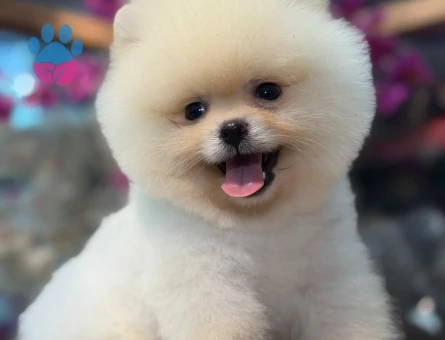 Pomeranıan üretim çiftliğinden - 8552 - Görsel 3