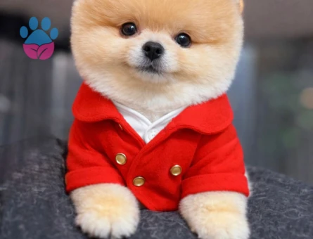POMERANIAN ÜRETİM ÇİFTLİĞİNDEN - 8554 - Görsel 4