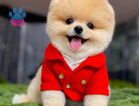 POMERANIAN ÜRETİM ÇİFTLİĞİNDEN - 8554