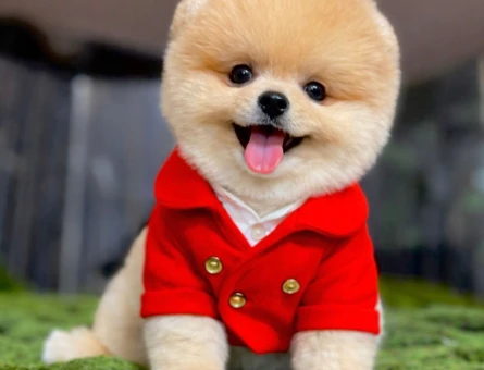 POMERANIAN ÜRETİM ÇİFTLİĞİNDEN - 8554
