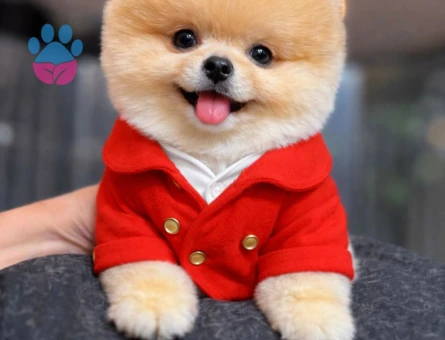POMERANIAN ÜRETİM ÇİFTLİĞİNDEN - 8554 - Görsel 3