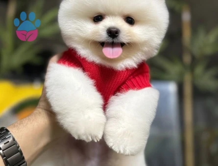 POMERIAN ÜRETİM ÇİFTLİĞİNDEN - 8556 - Görsel 3