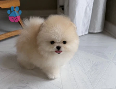 Pomeranıan üretim çiftliğimden - 8558