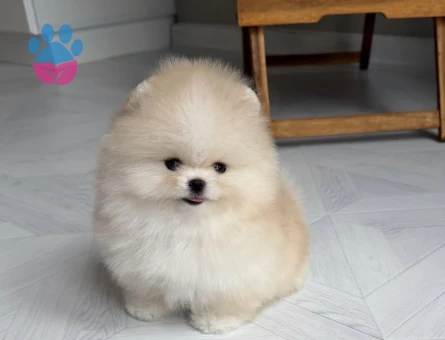 Pomeranıan üretim çiftliğimden - 8558 - Görsel 4